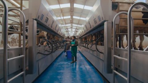 Leche Río, junto a empresas gallegas, ha desarrollado un sistema de trazabilidad de la leche que permite conocer desde su origen, al transporte y los procesos a los que ha sido sometida.